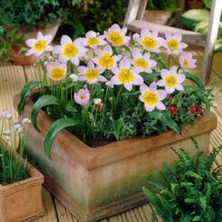 6/Plus Cm, Lilac Wonder Bakeri Tulip Flower Bulbs, Pink (Bag Of 100) -Garden State Bulb garden state bulb flower bulbs ecf 84 100 04 31 1000