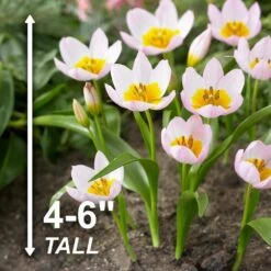 6/Plus Cm, Lilac Wonder Bakeri Tulip Flower Bulbs, Pink (Bag Of 100) -Garden State Bulb garden state bulb flower bulbs ecf 84 100 04 4f 1000