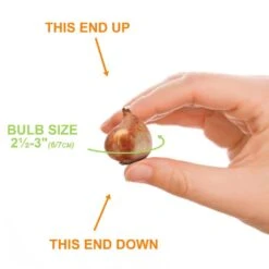 6/+cm, Lilac Wonder Bakeri Tulip Flower Bulbs, Pink (Bag Of 25) -Garden State Bulb garden state bulb flower bulbs ecf 84 25 01 1f 1000