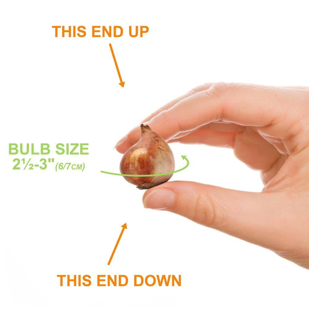 6/Plus Cm, Lilac Wonder Bakeri Tulip Flower Bulbs, Pink (Bag Of 250) 6 6/Plus Cm, Lilac Wonder Bakeri Tulip Flower Bulbs, Pink (Bag Of 250) - Image 4