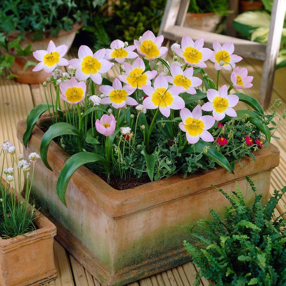 6/Plus Cm, Lilac Wonder Bakeri Tulip Flower Bulbs, Pink (Bag Of 250) 10 6/Plus Cm, Lilac Wonder Bakeri Tulip Flower Bulbs, Pink (Bag Of 250) - Image 8