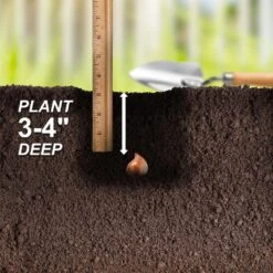 6/Plus Cm, Lilac Wonder Bakeri Tulip Flower Bulbs, Pink (Bag Of 250) 14 6/Plus Cm, Lilac Wonder Bakeri Tulip Flower Bulbs, Pink (Bag Of 250) -Garden State Bulb garden state bulb flower bulbs ecf 84 250 10 44 1000