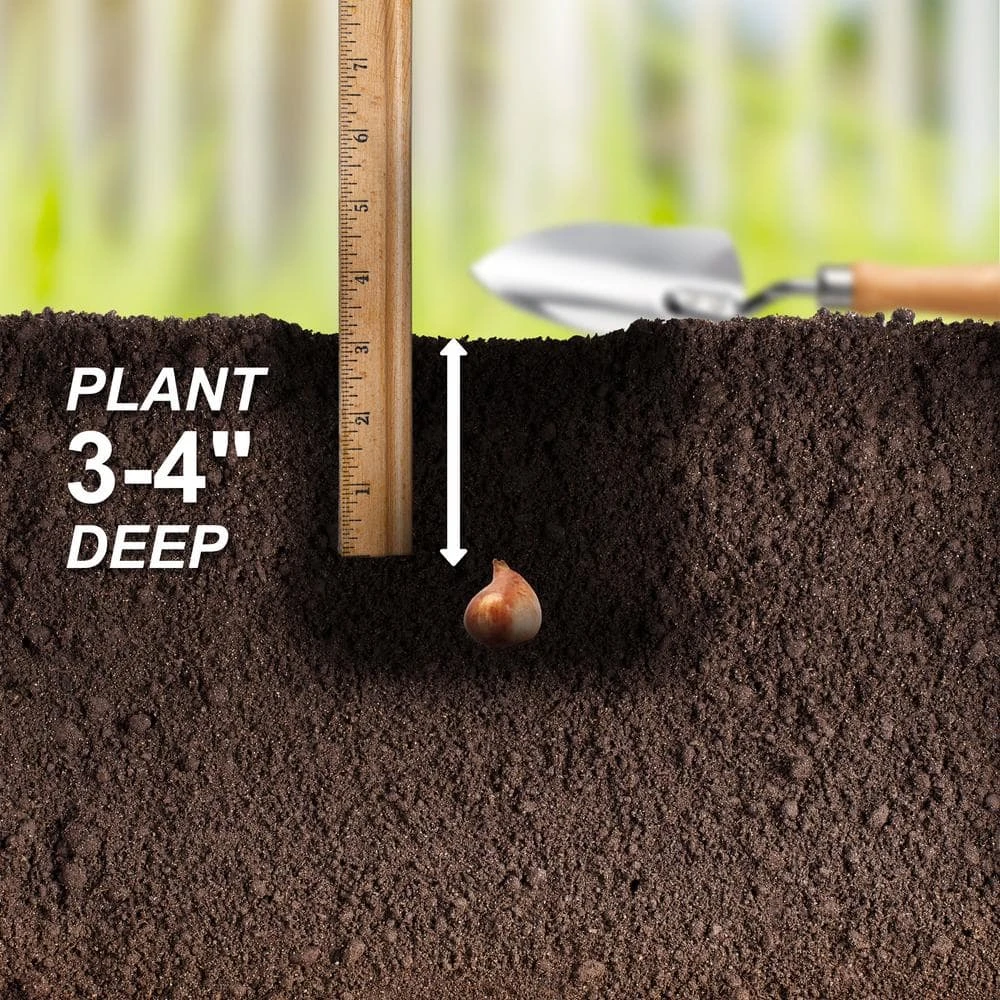 6/Plus Cm, Lilac Wonder Bakeri Tulip Flower Bulbs, Pink (Bag Of 250) 7 6/Plus Cm, Lilac Wonder Bakeri Tulip Flower Bulbs, Pink (Bag Of 250) - Image 5