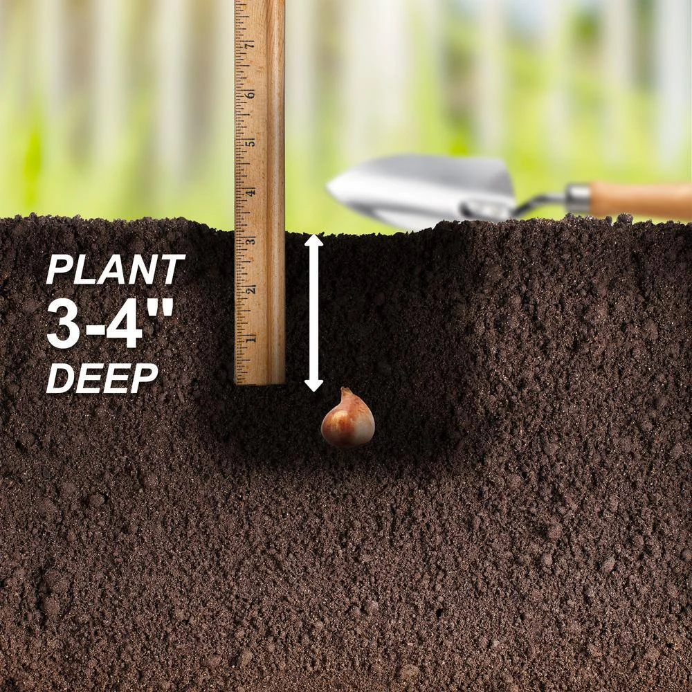 6/Plus Cm, Lilac Wonder Bakeri Tulip Flower Bulbs, Pink (Bag Of 50) 7 6/Plus Cm, Lilac Wonder Bakeri Tulip Flower Bulbs, Pink (Bag Of 50) - Image 5