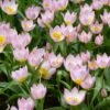 6/Plus Cm, Lilac Wonder Bakeri Tulip Flower Bulbs, Pink (Bag Of 50)