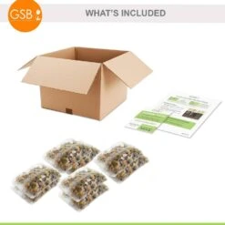 6/Plus Cm, Little Beauty Batalinii Tulip Flower Bulbs (Bag Of 100) -Garden State Bulb garden state bulb flower bulbs ecf 85 100 04 76 1000