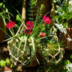 6/Plus Cm, Little Beauty Batalinii Tulip Flower Bulbs (Bag Of 250) -Garden State Bulb garden state bulb flower bulbs ecf 85 250 10 31 1000