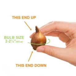 6/Plus Cm, Little Beauty Batalinii Tulip Flower Bulbs (Bag Of 50) -Garden State Bulb garden state bulb flower bulbs ecf 85 50 02 1f 1000