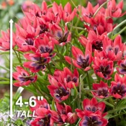 6/Plus Cm, Little Beauty Batalinii Tulip Flower Bulbs (Bag Of 50) -Garden State Bulb garden state bulb flower bulbs ecf 85 50 02 4f 1000