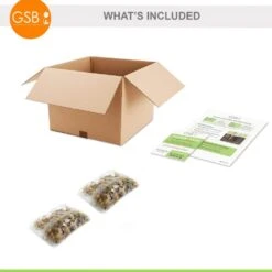 6/Plus Cm, Little Beauty Batalinii Tulip Flower Bulbs (Bag Of 50) -Garden State Bulb garden state bulb flower bulbs ecf 85 50 02 76 1000