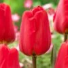 12/Plus Cm, Apeldoorn Darwin Hybrid Tulip Flower Bulbs, Red (Bag Of 100) -Garden State Bulb garden state bulb flower bulbs ecf 86 100 04 64 1000