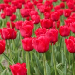 12/Plus Cm, Apeldoorn Darwin Hybrid Tulip Flower Bulbs, Red (Bag Of 250) -Garden State Bulb garden state bulb flower bulbs ecf 86 250 10 31 1000