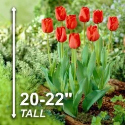 12/Plus Cm, Apeldoorn Darwin Hybrid Tulip Flower Bulbs, Red (Bag Of 250) -Garden State Bulb garden state bulb flower bulbs ecf 86 250 10 4f 1000