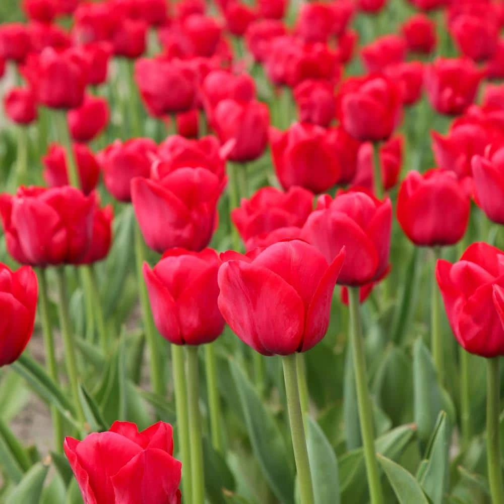 12/Plus Cm, Apeldoorn Darwin Hybrid Tulip Flower Bulbs, Red (Bag Of 50) 10 12/Plus Cm, Apeldoorn Darwin Hybrid Tulip Flower Bulbs, Red (Bag Of 50) - Image 8