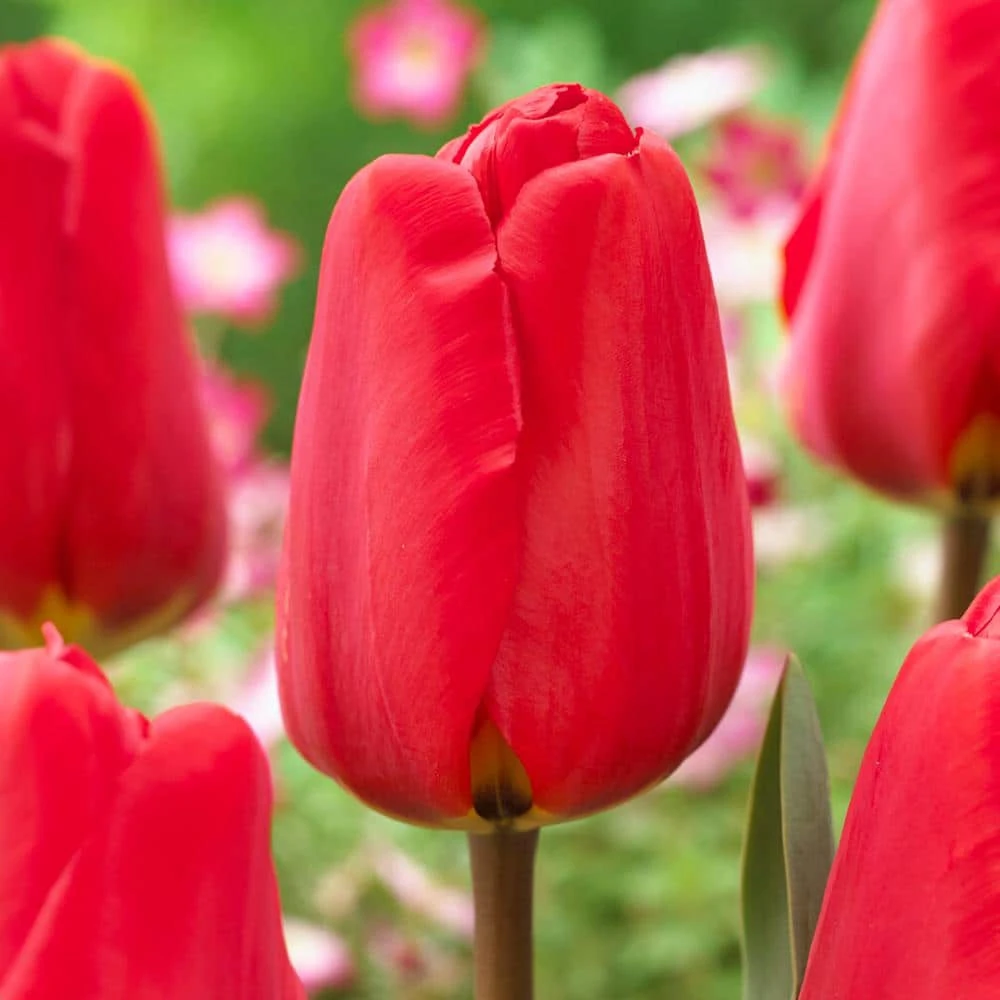 12/Plus Cm, Apeldoorn Darwin Hybrid Tulip Flower Bulbs, Red (Bag Of 50) 3 12/Plus Cm, Apeldoorn Darwin Hybrid Tulip Flower Bulbs, Red (Bag Of 50)