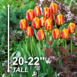 12/ Cm, Apeldoorn's Elite Darwin Hybrid Tulip Bulbs, Orange (Bag Of 25) -Garden State Bulb garden state bulb flower bulbs ecf 87 25 01 4f 1000