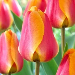 12/ Cm, Apeldoorn's Elite Darwin Hybrid Tulip Bulbs, Orange (Bag Of 25)
