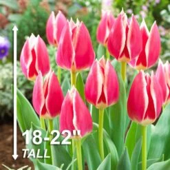 12/Plus Cm, Candy Apple Delight Darwin Hybrid Tulip Flower Bulbs (Bag Of 100) -Garden State Bulb garden state bulb flower bulbs ecf 88 100 04 4f 1000