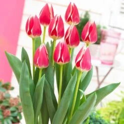 12/ Cm, Candy Apple Delight Darwin Hybrid Tulip Flower Bulbs (Bag Of 25) -Garden State Bulb garden state bulb flower bulbs ecf 88 25 01 31 1000