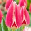 12/Plus Cm, Candy Apple Delight Darwin Hybrid Tulip Flower Bulbs (Bag Of 250) -Garden State Bulb garden state bulb flower bulbs ecf 88 250 10 64 1000