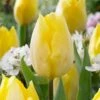 12/ Cm, Sunny Prince Single Early Tulip Flower Bulbs, Yellow (Bag Of 25) 2 12/ Cm, Sunny Prince Single Early Tulip Flower Bulbs, Yellow (Bag Of 25) -Garden State Bulb garden state bulb flower bulbs ecf 89 25 01 64 1000