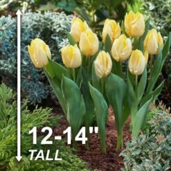 12/+ Cm, Sunny Prince Single Early Tulip Flower Bulbs, Yellow (Bag Of 50) -Garden State Bulb garden state bulb flower bulbs ecf 89 50 02 4f 1000