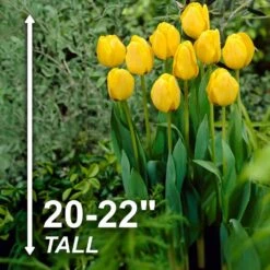 12/+ Cm, Golden Apeldoorn Darwin Hybrid Tulip Flower Bulbs (Bag Of 100) -Garden State Bulb garden state bulb flower bulbs ecf 90 100 04 4f 1000