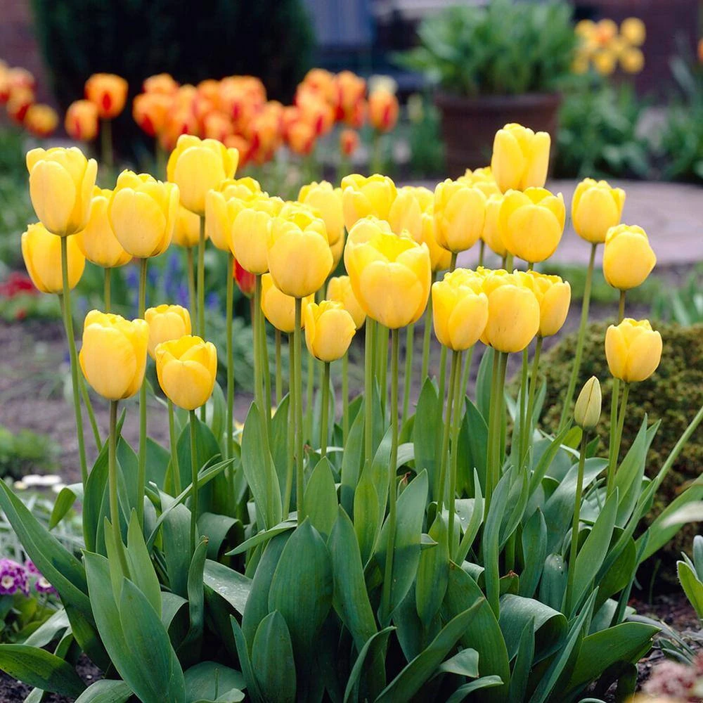 12/ Cm, Golden Apeldoorn Darwin Hybrid Tulip Flower Bulbs (Bag Of 25) 10 12/ Cm, Golden Apeldoorn Darwin Hybrid Tulip Flower Bulbs (Bag Of 25) - Image 8