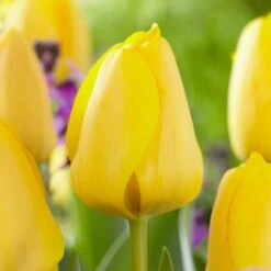 Garden State Bulb 31 12/ Cm, Golden Apeldoorn Darwin Hybrid Tulip Flower Bulbs (Bag Of 25)