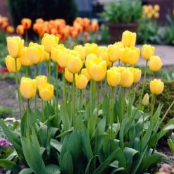 12/+ Cm, Golden Apeldoorn Darwin Hybrid Tulip Flower Bulbs (Bag Of 50) -Garden State Bulb garden state bulb flower bulbs ecf 90 50 02 31 1000