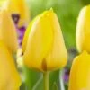 12/+ Cm, Golden Apeldoorn Darwin Hybrid Tulip Flower Bulbs (Bag Of 50) -Garden State Bulb garden state bulb flower bulbs ecf 90 50 02 64 1000
