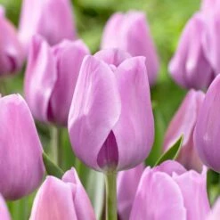 12/+ Cm, Lavender Alibi Triumph Tulip Flower Bulbs (Bag Of 100)