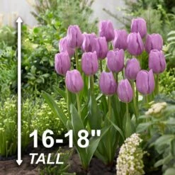 12/ Cm, Lavender Alibi Triumph Tulip Flower Bulbs (Bag Of 25) -Garden State Bulb garden state bulb flower bulbs ecf 91 25 01 4f 1000