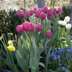 12/+ Cm, Lavender Alibi Triumph Tulip Flower Bulbs (Bag Of 50) -Garden State Bulb garden state bulb flower bulbs ecf 91 50 02 31 1000