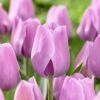 12/+ Cm, Lavender Alibi Triumph Tulip Flower Bulbs (Bag Of 50) -Garden State Bulb garden state bulb flower bulbs ecf 91 50 02 64 1000