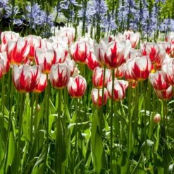 12/+ Cm, Happy Generation Triumph Tulip Flower Bulbs (Bag Of 50) -Garden State Bulb garden state bulb flower bulbs ecf 92 50 02 31 1000