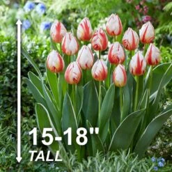 12/+ Cm, Happy Generation Triumph Tulip Flower Bulbs (Bag Of 50) -Garden State Bulb garden state bulb flower bulbs ecf 92 50 02 4f 1000