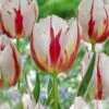 12/+ Cm, Happy Generation Triumph Tulip Flower Bulbs (Bag Of 50) -Garden State Bulb garden state bulb flower bulbs ecf 92 50 02 64 1000