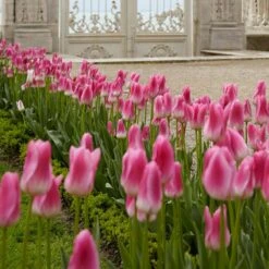 12/+ Cm, Royal 10 Triumph Tulip Flower Bulbs, Pink (Bag Of 100) 17 12/+ Cm, Royal 10 Triumph Tulip Flower Bulbs, Pink (Bag Of 100) -Garden State Bulb garden state bulb flower bulbs ecf 93 100 04 31 1000