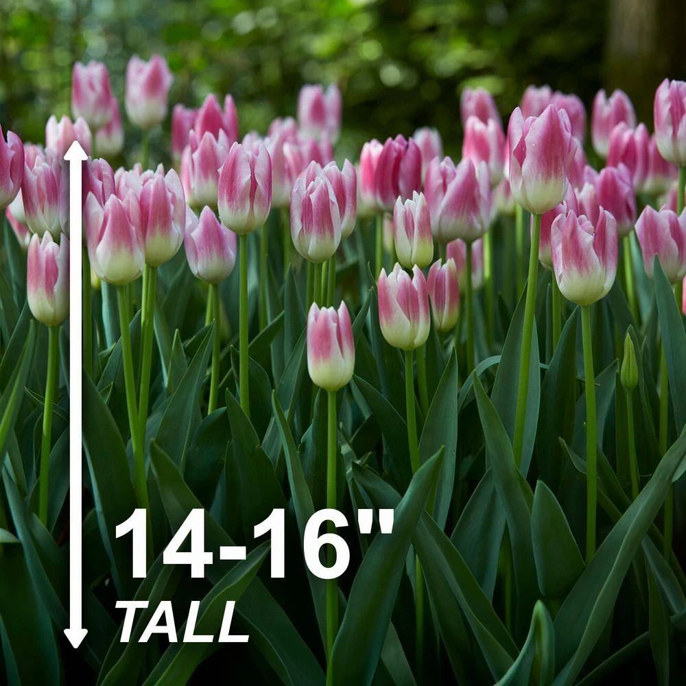 12/+ Cm, Royal 10 Triumph Tulip Flower Bulbs, Pink (Bag Of 100) 5 12/+ Cm, Royal 10 Triumph Tulip Flower Bulbs, Pink (Bag Of 100) - Image 3