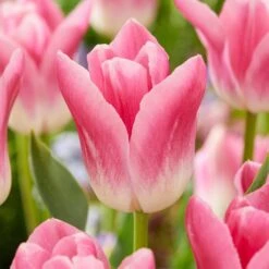 12/+ Cm, Royal 10 Triumph Tulip Flower Bulbs, Pink (Bag Of 100)