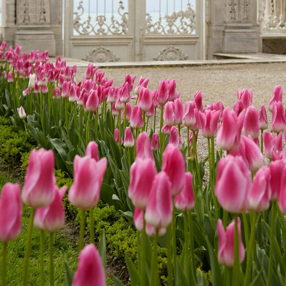 12/ Cm, Royal Ten Triumph Tulip Flower Bulbs, Pink (Bag Of 25) 10 12/ Cm, Royal Ten Triumph Tulip Flower Bulbs, Pink (Bag Of 25) - Image 8