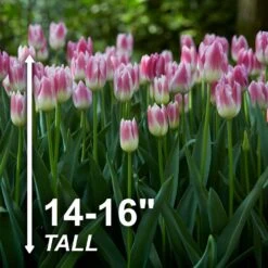 12/ Cm, Royal Ten Triumph Tulip Flower Bulbs, Pink (Bag Of 25) 12 12/ Cm, Royal Ten Triumph Tulip Flower Bulbs, Pink (Bag Of 25) -Garden State Bulb garden state bulb flower bulbs ecf 93 25 01 4f 1000