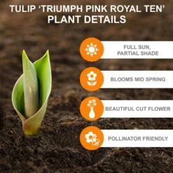12/+ Cm, Royal 10 Triumph Tulip Flower Bulbs, Pink (Bag Of 50) -Garden State Bulb garden state bulb flower bulbs ecf 93 50 02 c3 1000