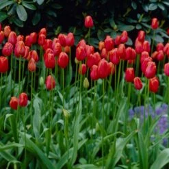 12/Plus Cm, Red Avignon Single Late Tulip Flower Bulbs (Bag Of 100) -Garden State Bulb garden state bulb flower bulbs ecf 94 100 04 31 1000