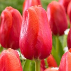 12/Plus Cm, Red Avignon Single Late Tulip Flower Bulbs (Bag Of 100)