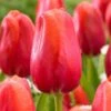 12/Plus Cm, Red Avignon Single Late Tulip Flower Bulbs (Bag Of 250) 1 12/Plus Cm, Red Avignon Single Late Tulip Flower Bulbs (Bag Of 250) -Garden State Bulb garden state bulb flower bulbs ecf 94 250 10 64 1000