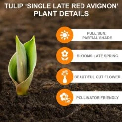 12/Plus Cm, Red Avignon Single Late Tulip Flower Bulbs (Bag Of 50) 11 12/Plus Cm, Red Avignon Single Late Tulip Flower Bulbs (Bag Of 50) -Garden State Bulb garden state bulb flower bulbs ecf 94 50 02 c3 1000