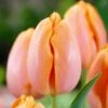 12/+ Cm Orange Dordogne Single Late Tulip Flower Bulbs (Bag Of 100)