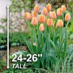 12/ Cm, Orange Dordogne Single Late Tulip Flower Bulbs (Bag Of 25) -Garden State Bulb garden state bulb flower bulbs ecf 95 25 01 4f 1000